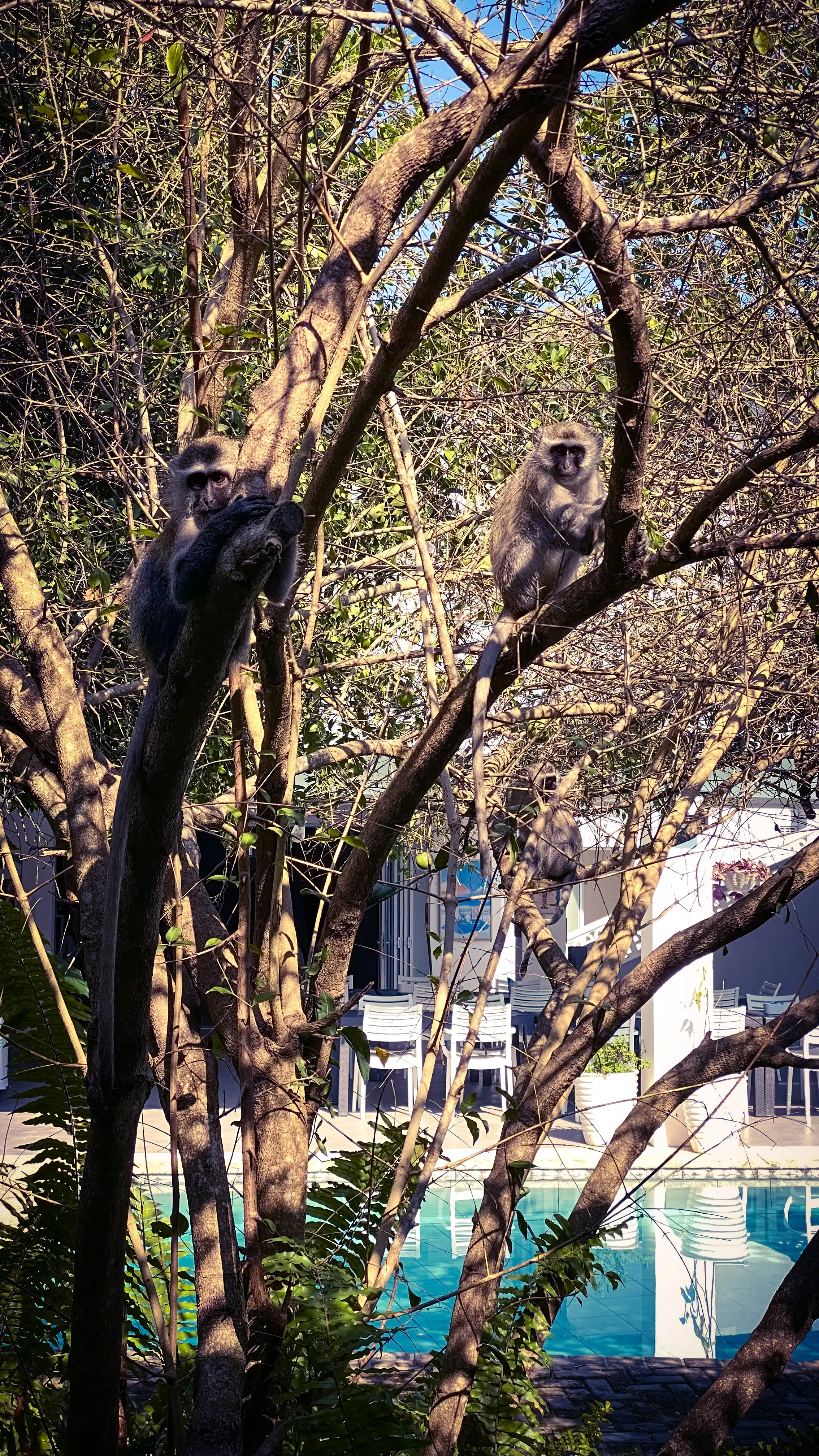 Three vervet monkeys perched in the bare branches of a tree, with a turquoise swimming pool and white resort furniture visible below and behind them.